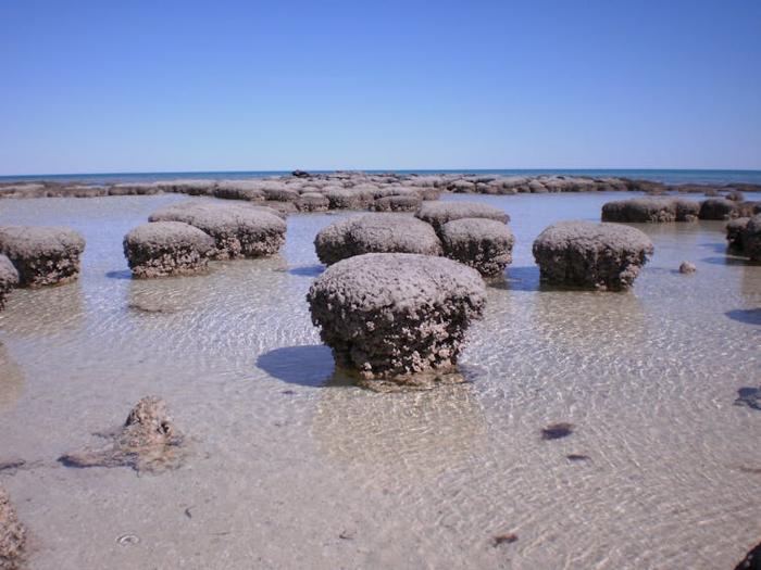 Formazioni rocciose marroni simili a rocce in acque poco profonde.