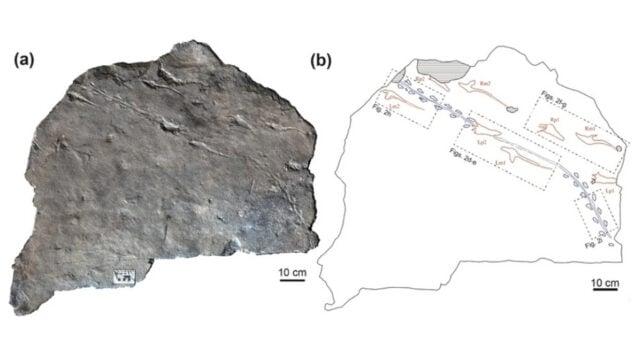 Le impronte fossili raccontano una storia straordinaria di predatore e preda