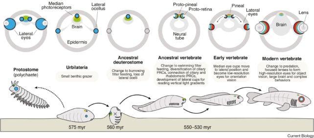 Diagrammi a sezione trasversale di probabili fotorecettori (PRC) e strutture oculari nelle teste degli antenati bilaterali (in alto), con stili di vita antichi presunti (in basso).