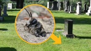 Gli scienziati hanno trovato 5,5 milioni di api che vivono sotto un cimitero di New York