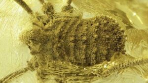Gli scienziati scoprono un ragno strano intrappolato nell'ambra 35 milioni di anni fa