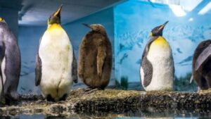 pinguini in piedi