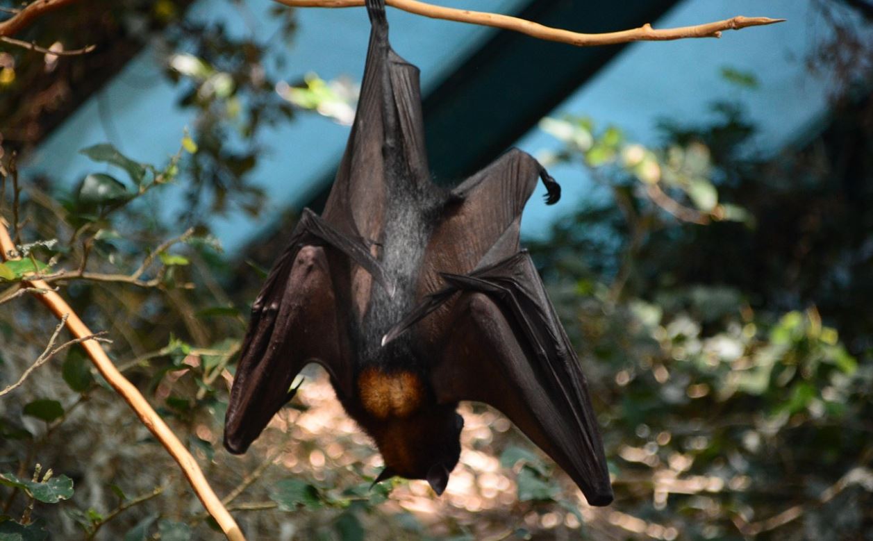 pipistrello.jpg
