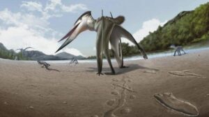 Le impronte antiche suggeriscono che un predatore volante stesse inseguendo una preda sulla terra