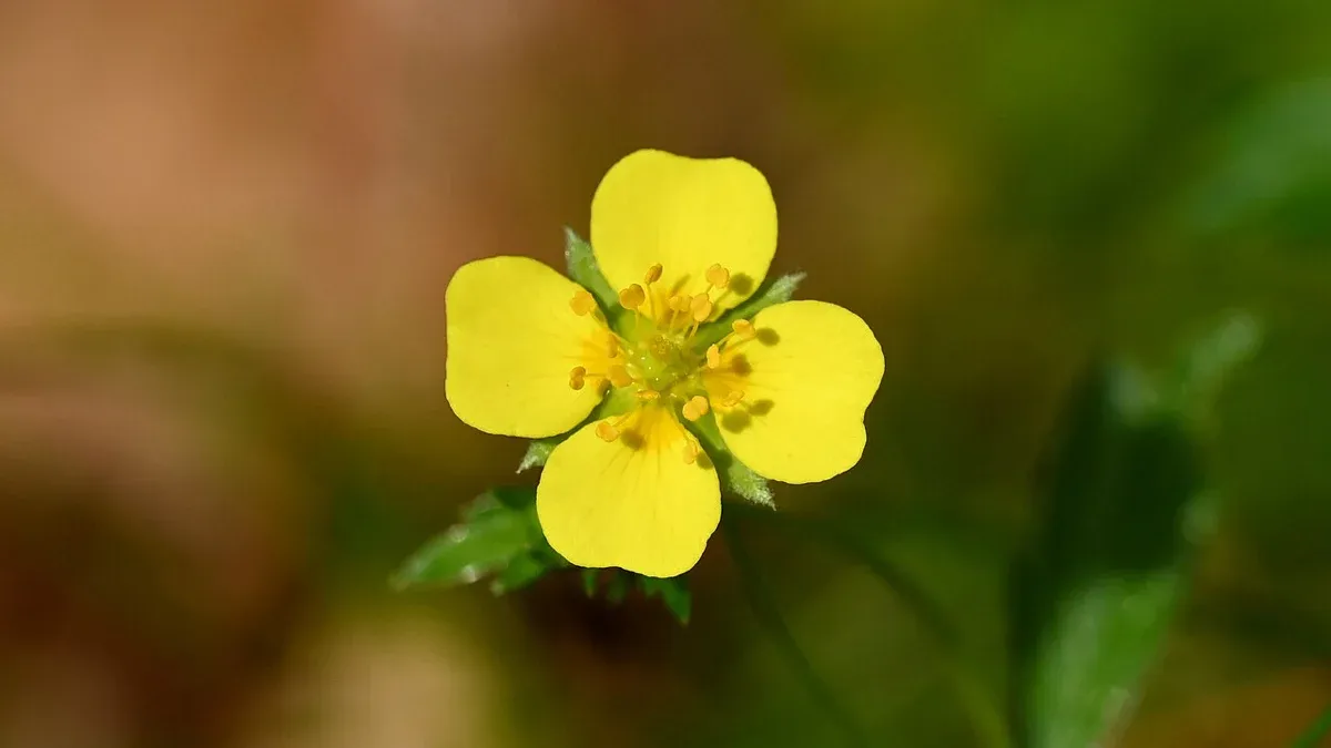 yellow-flower-1.webp