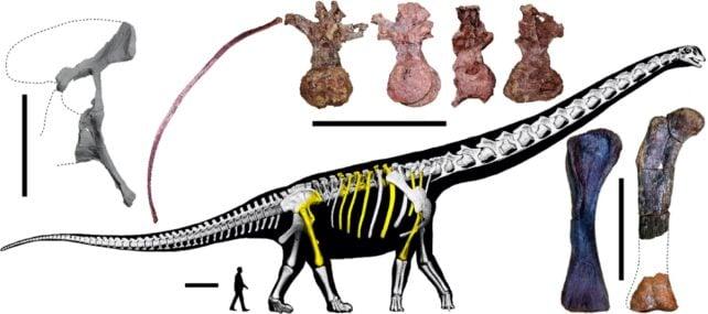 I ricercatori rivelano un dinosauro straordinario, delle dimensioni di quasi 10 elefanti