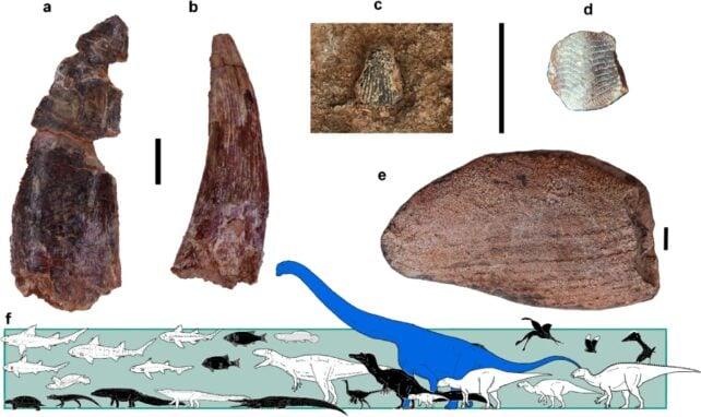 I ricercatori rivelano un dinosauro straordinario, delle dimensioni di quasi 10 elefanti
