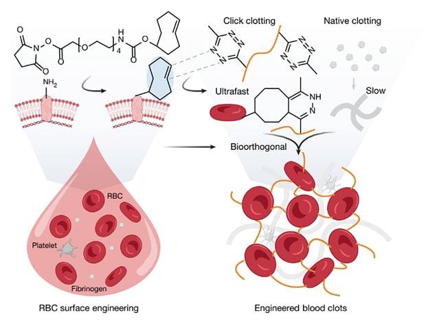 diagramma del coagulo di sangue
