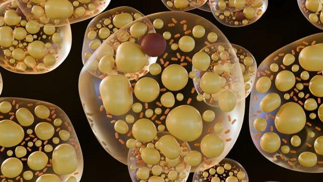 BrownFat-642x361-1.jpg