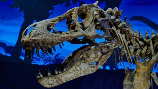 Primo piano di un fossile di cranio di Tyrannosaurus Rex esposto in un museo.