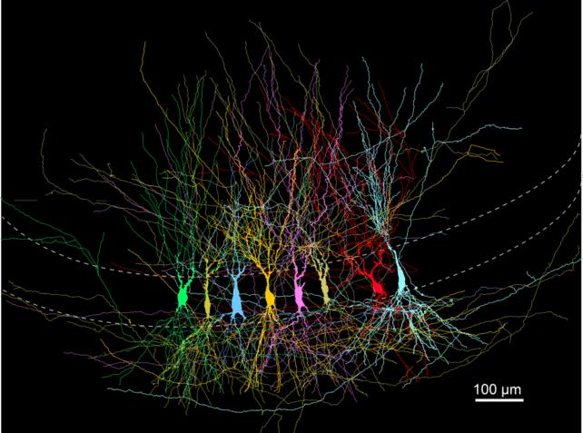 Il cervello nasce 'vuoto' o 'pieno'? Uno studio di scansione rivela una risposta sorprendente