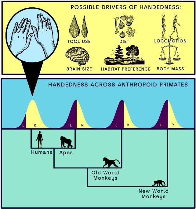 Diagramma che mostra i possibili fattori evolutivi della lateralità, inclusi l'uso degli strumenti, la dieta, la locomozione, la dimensione del cervello, la preferenza per l'habitat e la massa corporea, con un confronto tra la lateralità sinistra e destra negli esseri umani, nelle scimmie antropomorfe, nelle scimmie del Vecchio Mondo e nelle scimmie del Nuovo Mondo.