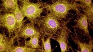 I mammiferi potrebbero avere un'abilità nascosta di rigenerazione degli arti che non conoscevamo