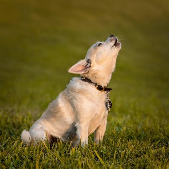 un chihuahua si siede su un campo erboso e ulula.
