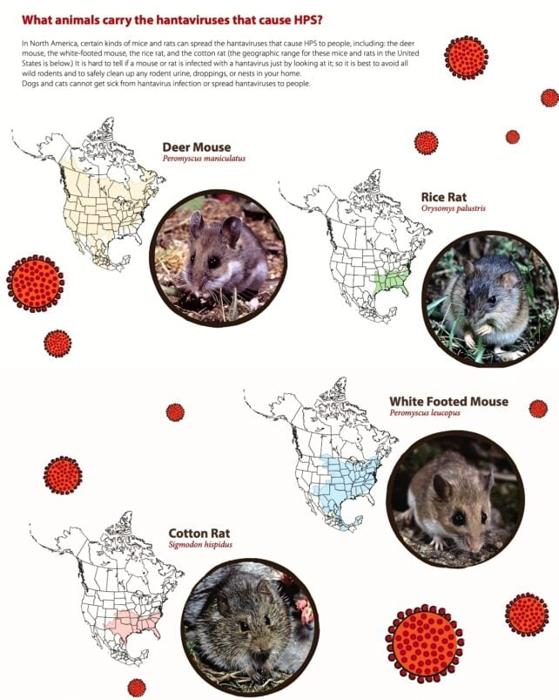 Infografica dell'ICDC che mostra i roditori nordamericani che possono trasportare hantavirus, inclusi i topi cervi, i ratti di riso, i topi a piedi bianchi e i ratti di cotone