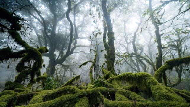 LookingUpThroughFogFilledForest-642x361-1.jpg