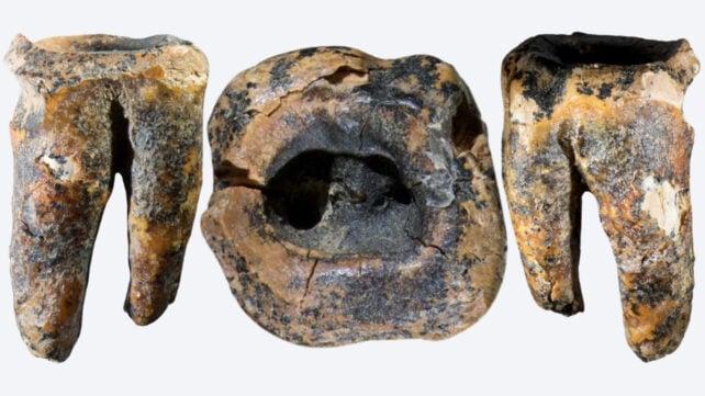Neanderthal-dentistry-tighter-crop-642x361-1.jpg