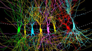 Il cervello nasce 'vuoto' o 'pieno'? Un nuovo studio rivela una sorpresa