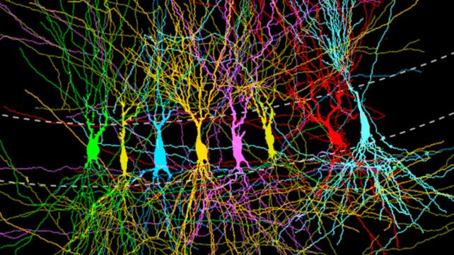 Neurons-collage-642x361-1.png