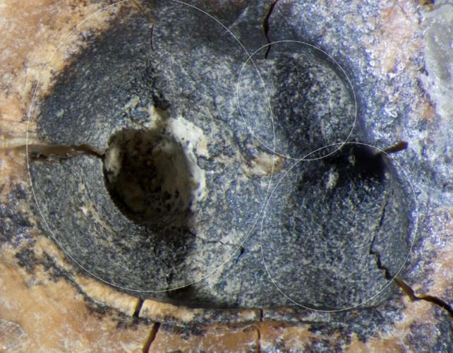 I Neanderthal stavano già perforando cavità dentali 60.000 anni fa