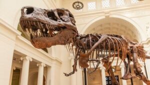 Gli scienziati potrebbero finalmente sapere perché il T. Rex avesse braccia così piccole