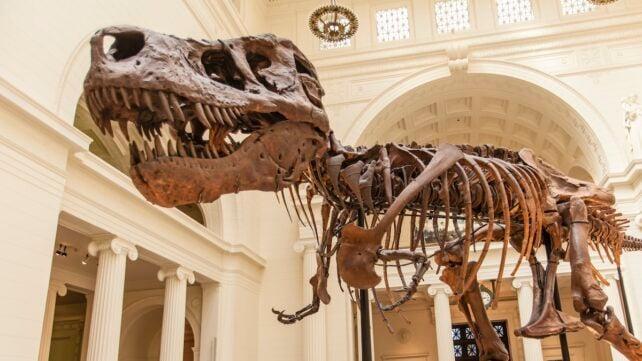 Sue-T-rex-642x361-1.jpg