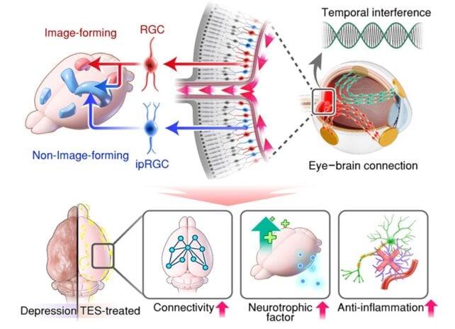 Gli scienziati hanno dotato i topi di lenti a contatto per alleviare la loro depressione e ha funzionato