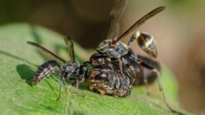 Questa pianta evoca vespe quando è sotto attacco, e finalmente sappiamo come