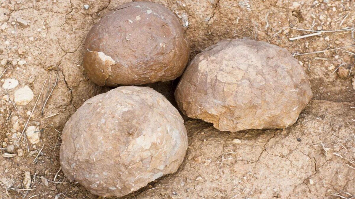 Scoperte 552 uova fossili di dinosauro nel sud della Francia