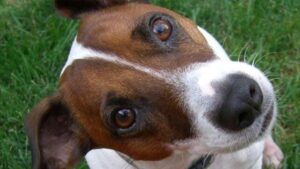 Ora sappiamo quando i cervelli dei cani si sono rimpiccioliti e potrebbe essere colpa nostra