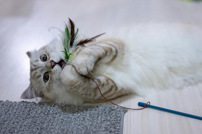 Un gatto che attacca ferocemente un giocattolo piumato su un bastone.