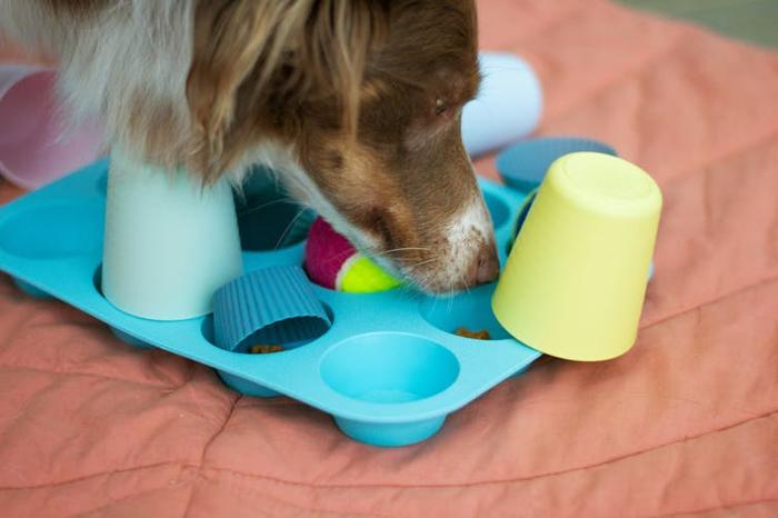 Un cane che annusa un distributore di puzzle fatto con una teglia per cupcake e tazze.