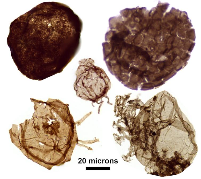 Un'immagine microscopica di cinque fossili.