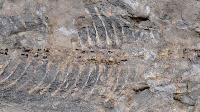 fossil-header-642x361-1.jpg