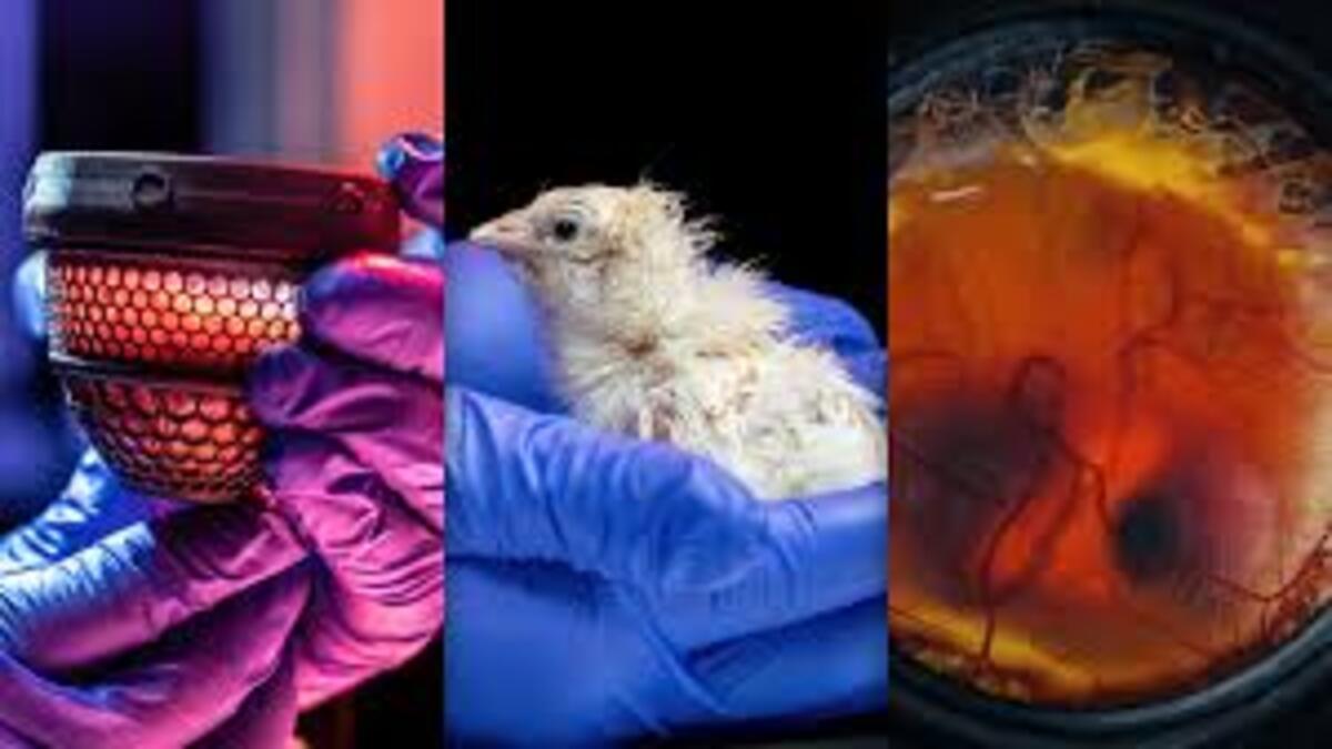 Scienziati fanno schiudere pulcini da uova artificiali
