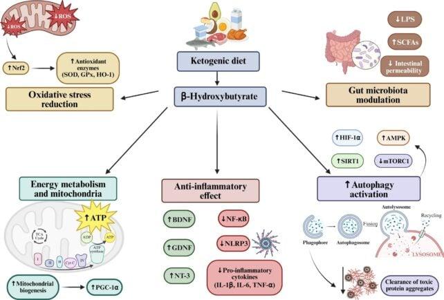 La dieta chetogenica può aiutare a proteggere contro l'Alzheimer e il Parkinson, secondo uno studio