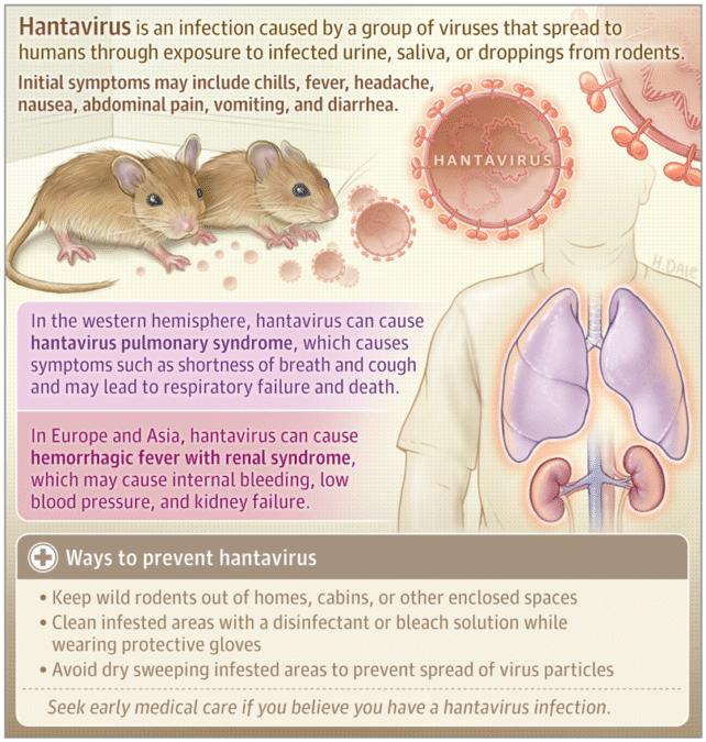 Un'infografica che mostra come l'hantavirus può essere trasmesso e prevenuto