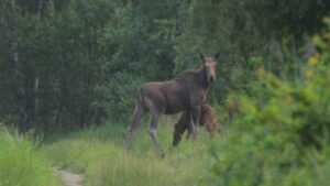 Gli animali prosperano nella zona priva di umani di Chernobyl, secondo uno studio