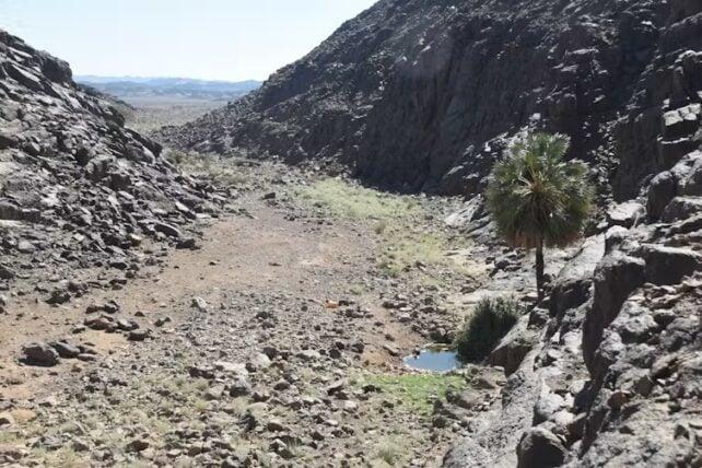 Gli archeologi scoprono centinaia di strane e antiche fosse comuni nel deserto