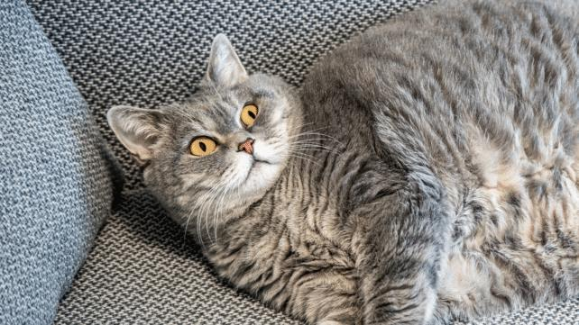 overweight-cat-642x361-1.png