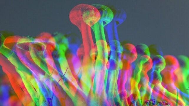 psilocybin-eases-depression-642x361-1.jpg