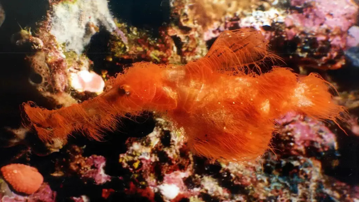 snuffy-hairy-ghost-pipefish-127848731-2.jpg