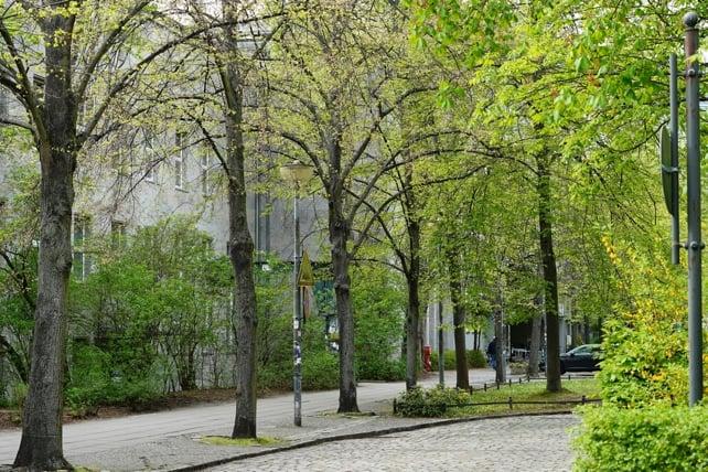alberi in città