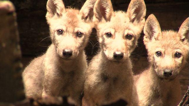 40 anni dopo Chernobyl, i lupi potrebbero adattarsi a vivere con la radiazione