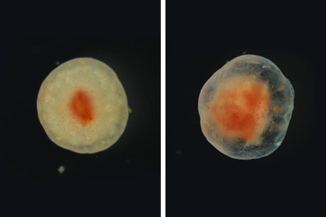Cetriolo di mare con tessuto amputato
