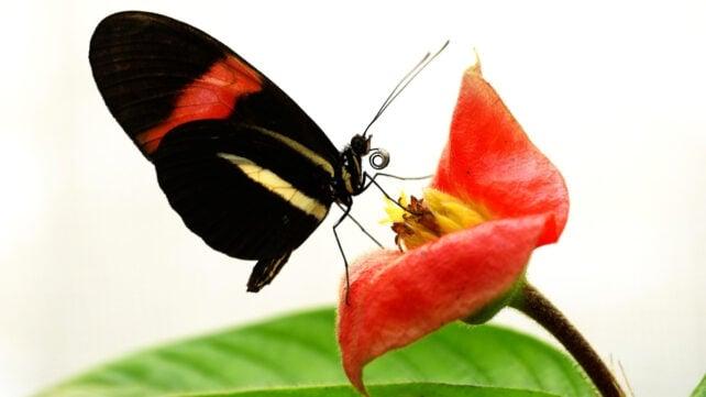 Una farfalla incredibilmente longeva potrebbe contenere il segreto per un invecchiamento più lento