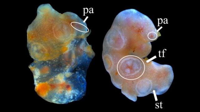 La Longevità Provata del Cetriolo di Mare: Un Nuovo Paradigma