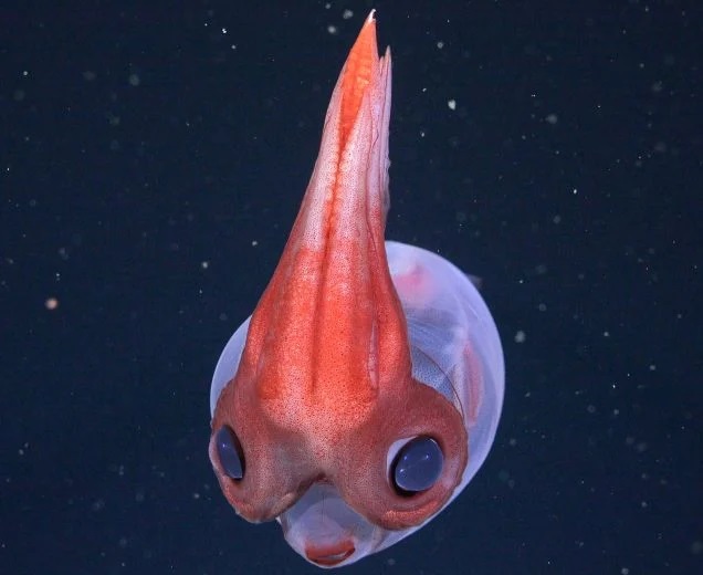Trovato un mondo alieno grande come il Vaticano sul fondo dell’oceano: quello che vive là dentro sfida la scienza