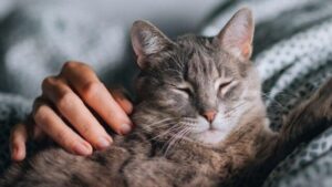 Gatto tigrato grigio sdraiato con gli occhi chiusi mentre una persona lo accarezza delicatamente sul fianco.