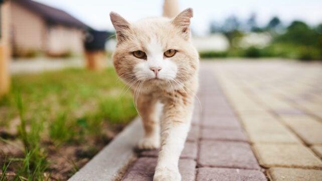 Il Ruolo degli Animali Domestici: Rischi e Benefici